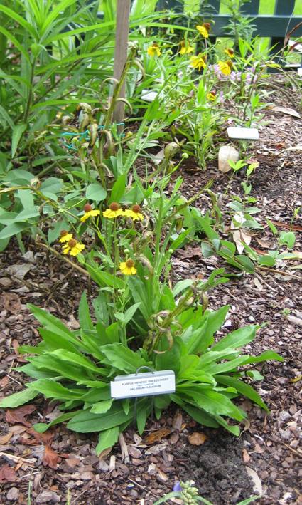 Tiny Dancer Sneezeweed